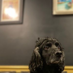 Meet your Posher, Dharma